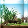 Riccardia Cube 30 Liter - Pflanzenlandschaft Für Einen 30 Liter Nano Cube -Wfw Wasserflora S9144DE 1 1 1