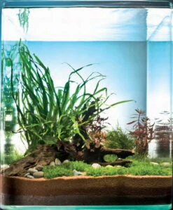 In-Vitro Riccardia Cube 30 Liter - Pflanzenlandschaft Für Einen 30 Liter Nano Cube