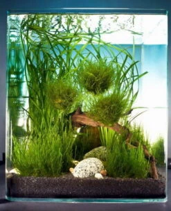 Biosphere Cube 30 Liter - Pflanzenlandschaft Für Einen 30 Liter Nano Cube