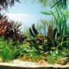 Kupfer Salmler - Pflanzenlandschaft Für Ein 160-200 Liter Aquarium 1 Kupfer Salmler - Pflanzenlandschaft Für Ein 160-200 Liter Aquarium -Wfw Wasserflora S9264DE 1 1