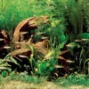 Rotmäulchen-Bucht - Pflanzenlandschaft Für Ein 160-200 Liter Aquarium -Wfw Wasserflora S9269DE 1 1