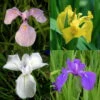 4 Töpfe Wasserschwert-Lilien - Iris In 4 Verschiedene Farben, Rosa, Blau, Weiß, Gelb