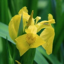 4 Töpfe Wasserschwert-Lilien - Iris In 4 Verschiedene Farben, Rosa, Blau, Weiß, Gelb -Wfw Wasserflora SG004wf 1 4