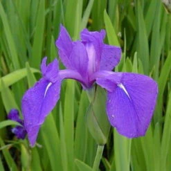 4 Töpfe Wasserschwert-Lilien - Iris In 4 Verschiedene Farben, Rosa, Blau, Weiß, Gelb -Wfw Wasserflora SG004wf 1 6