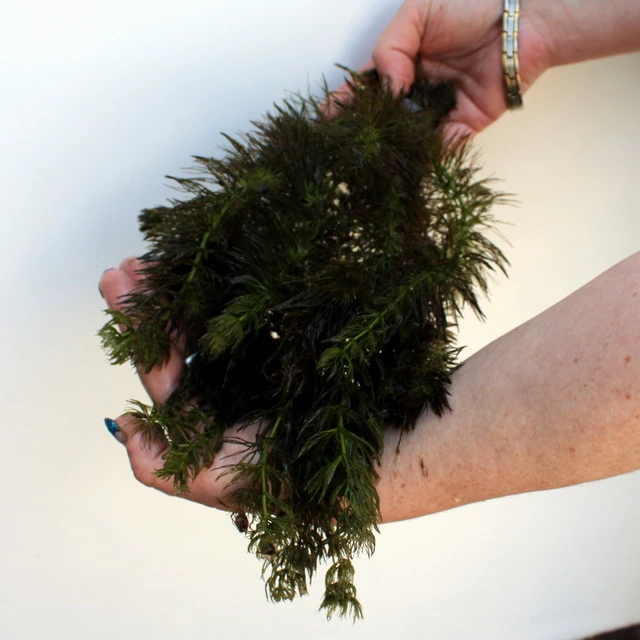 25 Unterwasserpflanzen Teich-Sortiment, Sauerstoffpflanzen-Set 25 Unterwasserpflanzen Teich-Sortiment, Sauerstoffpflanzen-Set -Wfw Wasserflora SG025wf 1 4