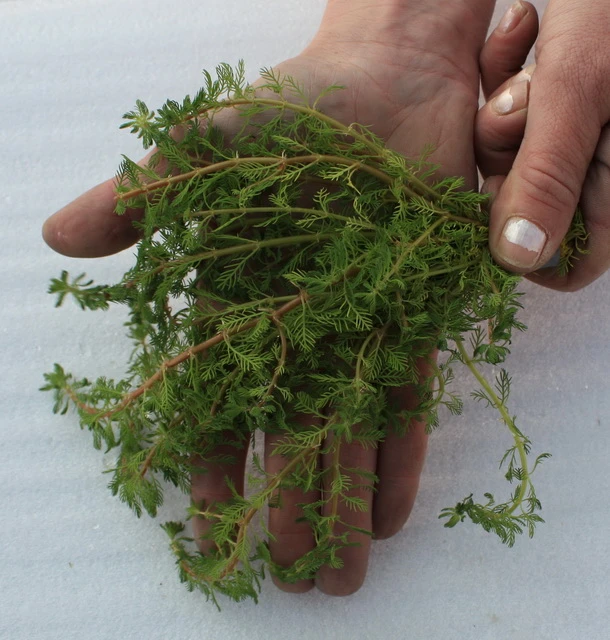 25 Unterwasserpflanzen Teich-Sortiment, Sauerstoffpflanzen-Set 25 Unterwasserpflanzen Teich-Sortiment, Sauerstoffpflanzen-Set -Wfw Wasserflora SG025wf 1 5