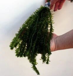 25 Unterwasserpflanzen Teich-Sortiment, Sauerstoffpflanzen-Set 5 25 Unterwasserpflanzen Teich-Sortiment, Sauerstoffpflanzen-Set -Wfw Wasserflora SG025wf 1 6