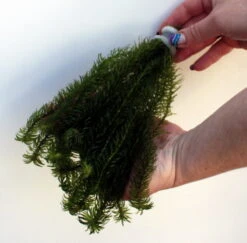 25 Unterwasserpflanzen Teich-Sortiment, Sauerstoffpflanzen-Set 6 25 Unterwasserpflanzen Teich-Sortiment, Sauerstoffpflanzen-Set -Wfw Wasserflora SG025wf 1 7