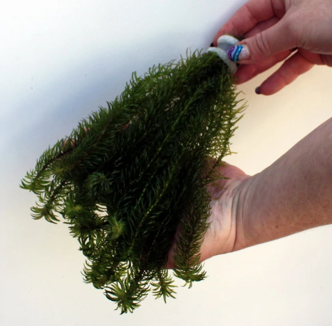 25 Unterwasserpflanzen Teich-Sortiment, Sauerstoffpflanzen-Set 25 Unterwasserpflanzen Teich-Sortiment, Sauerstoffpflanzen-Set -Wfw Wasserflora SG025wf 1 7