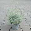 Italienische Strohblume / Helichrysum Italicum Im 12 Cm Topf -Wfw Wasserflora ST0030wf 1 1