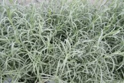 Italienische Strohblume / Helichrysum Italicum Im 12 Cm Topf -Wfw Wasserflora ST0030wf 1 2