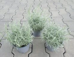 Italienische Strohblume / Helichrysum Italicum Im 12 Cm Topf -Wfw Wasserflora ST0030wf 1 3