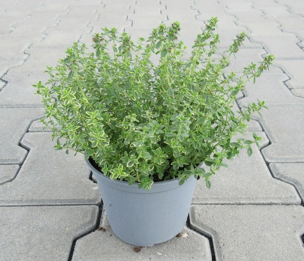 Zitronen-Thymian / Thymus x citriodorus 'Aureus' im 12 cm Topf Zitronen-Thymian / Thymus X Citriodorus 'Aureus' Im 12 Cm Topf -Wfw Wasserflora ST0040wf 1 1