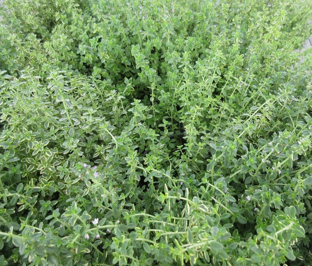 Zitronen-Thymian / Thymus x citriodorus 'Aureus' im 12 cm Topf Zitronen-Thymian / Thymus X Citriodorus 'Aureus' Im 12 Cm Topf -Wfw Wasserflora ST0040wf 1 2