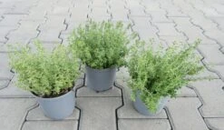 Zitronen-Thymian / Thymus X Citriodorus 'Aureus' Im 12 Cm Topf 4 Zitronen-Thymian / Thymus X Citriodorus 'Aureus' Im 12 Cm Topf -Wfw Wasserflora ST0040wf 1 3