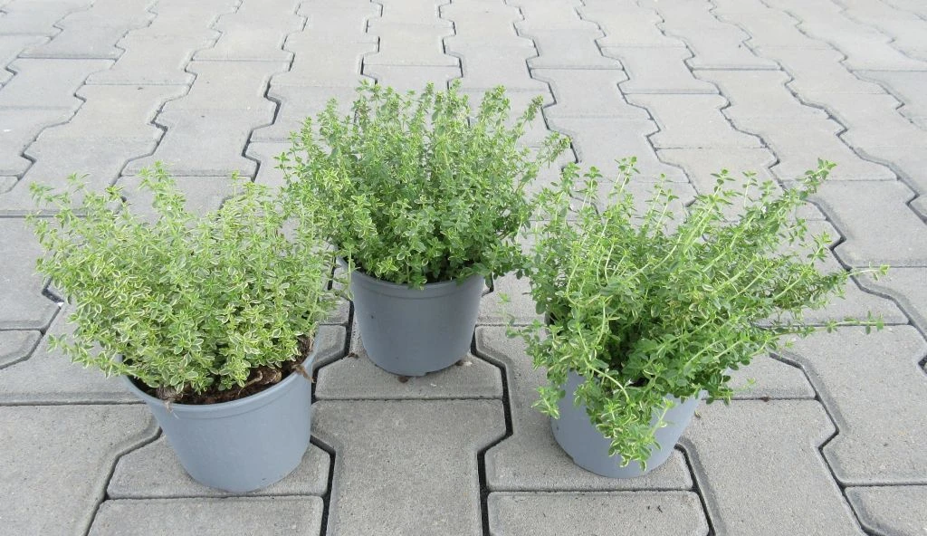 Zitronen-Thymian / Thymus x citriodorus 'Aureus' im 12 cm Topf Zitronen-Thymian / Thymus X Citriodorus 'Aureus' Im 12 Cm Topf -Wfw Wasserflora ST0040wf 1 3