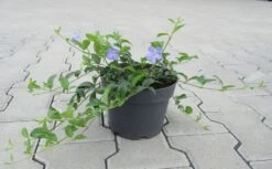 Immergrün / Vinca Minor Im 17 Cm Topf