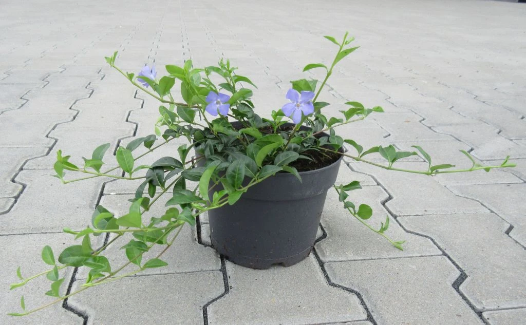 Immergrün / Vinca minor im 17 cm Topf Immergrün / Vinca Minor Im 17 Cm Topf -Wfw Wasserflora ST0050wf 1 1