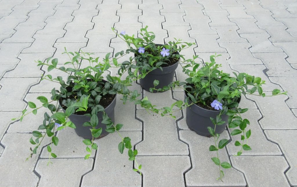 Immergrün / Vinca minor im 17 cm Topf Immergrün / Vinca Minor Im 17 Cm Topf -Wfw Wasserflora ST0050wf 1 3