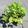 Purpurglöckchen ´Lime Marmalade´ / Heuchera ´Lime Marmalade´ Im 12 Cm Topf -Wfw Wasserflora ST0400wf 1 1