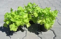 Purpurglöckchen ´Lime Marmalade´ / Heuchera ´Lime Marmalade´ Im 12 Cm Topf -Wfw Wasserflora ST0400wf 1 3