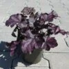 Purpurglöckchen ´Mulberry´/ Heuchera ´Mulberry´ Im 12 Cm Topf -Wfw Wasserflora ST0410wf 1 1