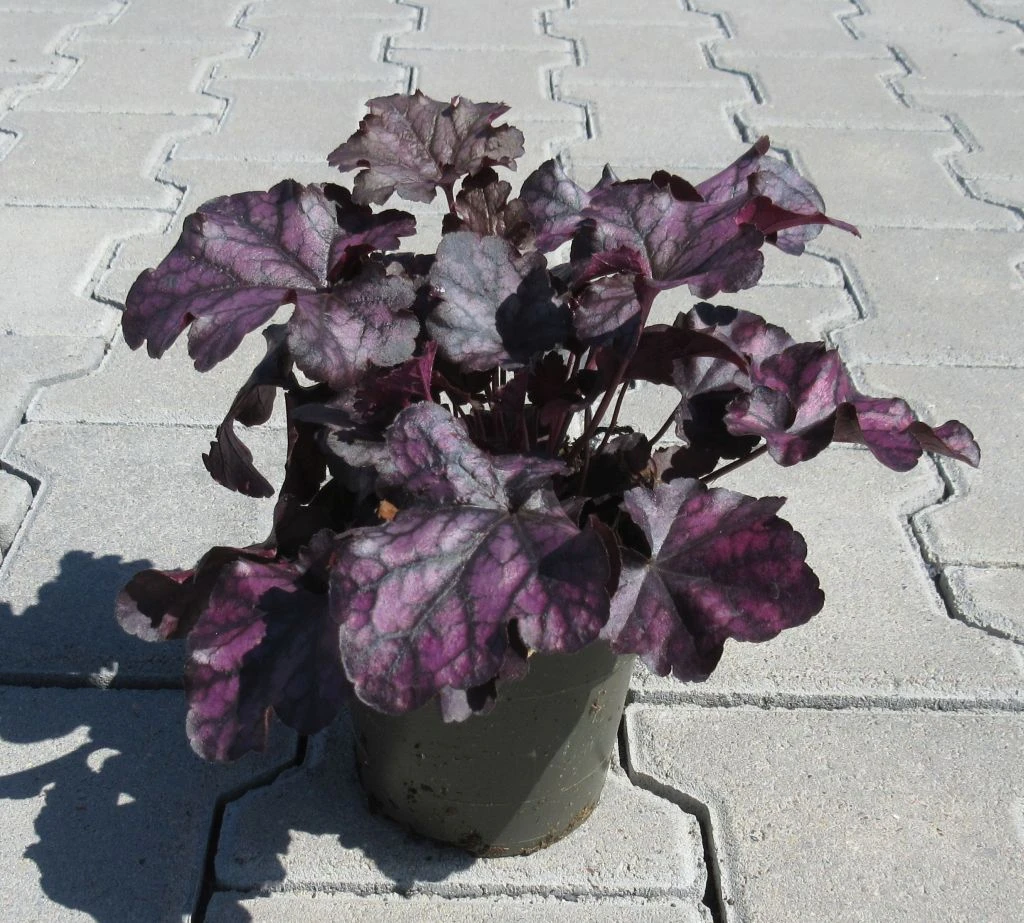 Purpurglöckchen ´Mulberry´/ Heuchera ´Mulberry´ im 12 cm Topf Purpurglöckchen ´Mulberry´/ Heuchera ´Mulberry´ Im 12 Cm Topf -Wfw Wasserflora ST0410wf 1 1