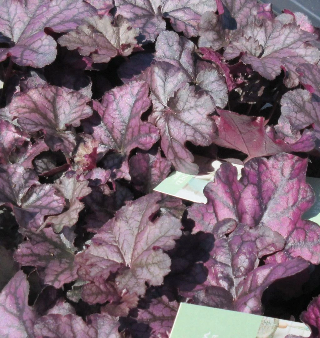 Purpurglöckchen ´Mulberry´/ Heuchera ´Mulberry´ im 12 cm Topf Purpurglöckchen ´Mulberry´/ Heuchera ´Mulberry´ Im 12 Cm Topf -Wfw Wasserflora ST0410wf 1 2