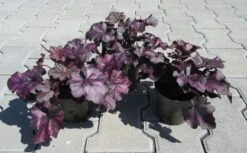 Purpurglöckchen ´Mulberry´/ Heuchera ´Mulberry´ Im 12 Cm Topf 4 Purpurglöckchen ´Mulberry´/ Heuchera ´Mulberry´ Im 12 Cm Topf -Wfw Wasserflora ST0410wf 1 3