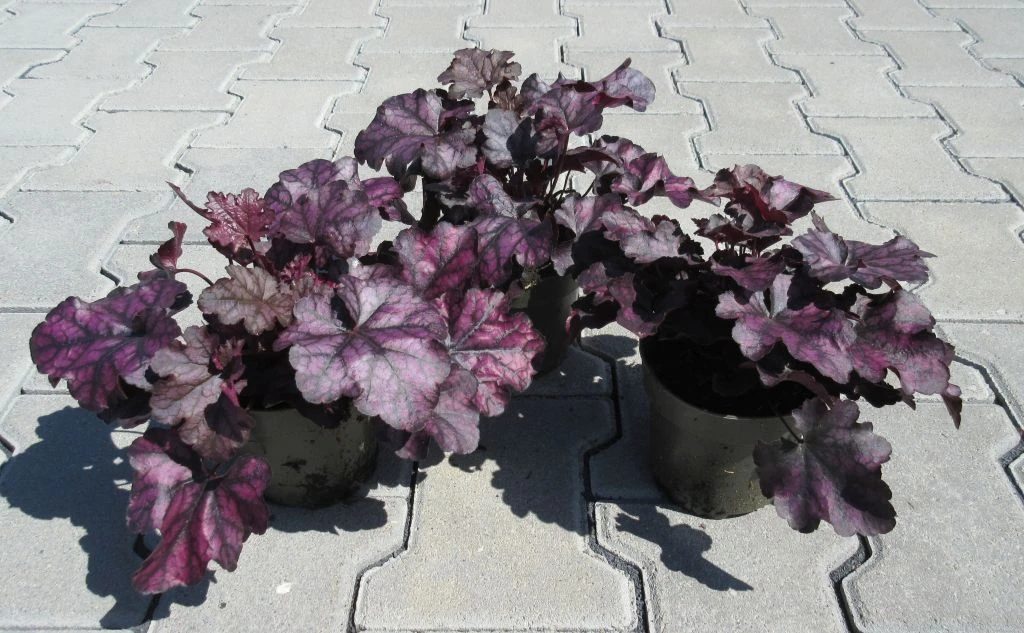 Purpurglöckchen ´Mulberry´/ Heuchera ´Mulberry´ im 12 cm Topf Purpurglöckchen ´Mulberry´/ Heuchera ´Mulberry´ Im 12 Cm Topf -Wfw Wasserflora ST0410wf 1 3