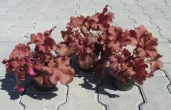 Purpurglöckchen ´Boysenberry´ / Heuchera ´Boysenberry´ Im 12 Cm Topf -Wfw Wasserflora ST0430wf 1 3