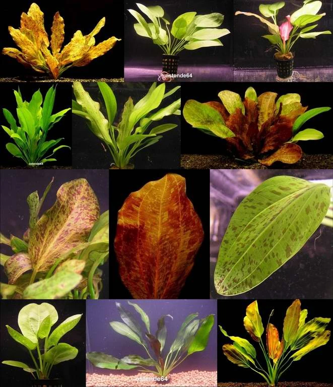 4 schöne kräftige Töpfe Schwertpflanzen/Echinodorus - verschiedene Solitärpflanzen 4 Schöne Kräftige Töpfe Schwertpflanzen/Echinodorus - Verschiedene Solitärpflanzen -Wfw Wasserflora ST04PP 1 1