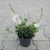 Weiße Prachtkerze / Gaura Lindheimeri Im 13 Cm Topf -Wfw Wasserflora ST0500wf 1 1