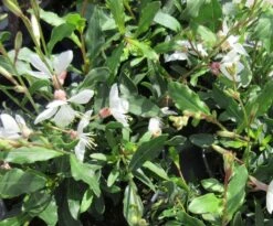 Weiße Prachtkerze / Gaura Lindheimeri Im 13 Cm Topf -Wfw Wasserflora ST0500wf 1 2