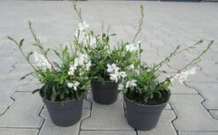 Weiße Prachtkerze / Gaura Lindheimeri Im 13 Cm Topf -Wfw Wasserflora ST0500wf 1 3