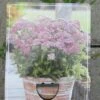 Achillea Millefolium `Milly Rock Pink` Im 11 Cm Topf -Wfw Wasserflora ST0670wf 1