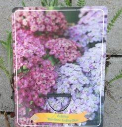 Achillea Millefolium `Rainbow Ending Blue` Im 11 Cm Topf
