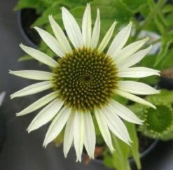 Weißblühender Sonnenhut / Echinacea Purpurea WEISS Im 17 Cm Topf
