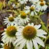 Echinacea Purpurea "White" Im 11 Cm Topf 2 Echinacea Purpurea "White" Im 11 Cm Topf -Wfw Wasserflora ST0790WF 1 1