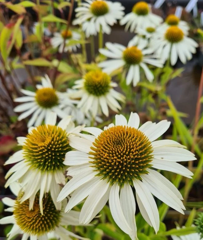 Echinacea purpurea "White" im 11 cm Topf Echinacea Purpurea "White" Im 11 Cm Topf -Wfw Wasserflora ST0790WF 1 1