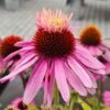 Echinacea Purpurea "Double Decker" Im 11 Cm Topf -Wfw Wasserflora ST0800WF 1 1