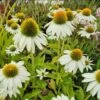 Echinacea Purpurea "PowWow White" Im 11 Cm Topf 1 Echinacea Purpurea "PowWow White" Im 11 Cm Topf -Wfw Wasserflora ST0810WF 1 1
