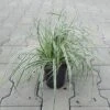 Grünweiße Segge / Carex Oshimensis `Everest` Im 11 Cm Topf -Wfw Wasserflora ST2010wf 1 1