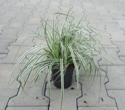 Grünweiße Segge / Carex Oshimensis `Everest` Im 11 Cm Topf