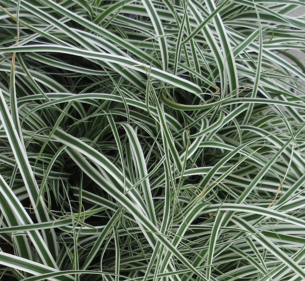 Grünweiße Segge / Carex oshimensis `Everest` im 11 cm Topf Grünweiße Segge / Carex Oshimensis `Everest` Im 11 Cm Topf -Wfw Wasserflora ST2010wf 1 2