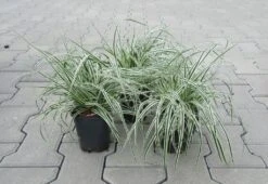 Grünweiße Segge / Carex Oshimensis `Everest` Im 11 Cm Topf 4 Grünweiße Segge / Carex Oshimensis `Everest` Im 11 Cm Topf -Wfw Wasserflora ST2010wf 1 3