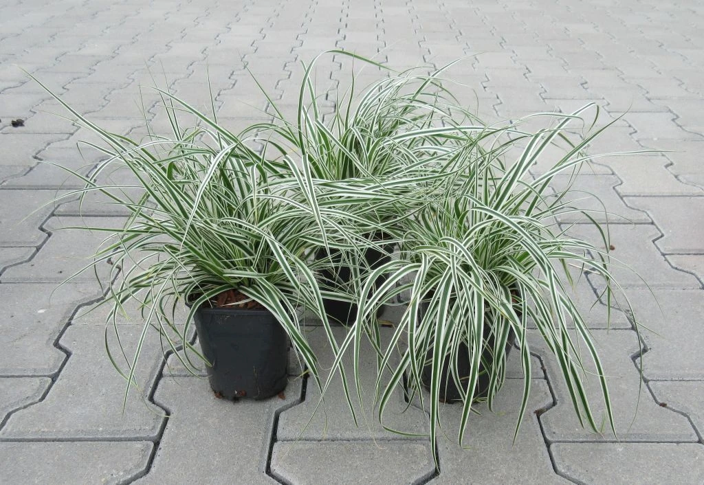 Grünweiße Segge / Carex oshimensis `Everest` im 11 cm Topf Grünweiße Segge / Carex Oshimensis `Everest` Im 11 Cm Topf -Wfw Wasserflora ST2010wf 1 3