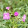 Zottige Weidenröschen / Epilobium Hirsutum Im 9x9 Cm Topf -Wfw Wasserflora ST5000wf 1 1