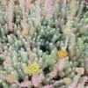 Felsen-Mauerpfeffer / Sedum Rupestre Im 13 Cm Topf 1 Felsen-Mauerpfeffer / Sedum Rupestre Im 13 Cm Topf -Wfw Wasserflora ST7000wf 1 1