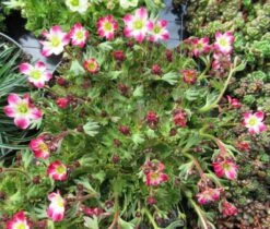 Rosa Moos Steinbrech / Saxifraga Arendsii Rosa Im 13 Cm Topf